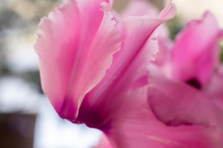 Close up of pink cyclamen petals with shallow depth of fieldの写真素材