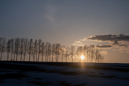 Sunset over the remaining snow field with birches.の写真素材