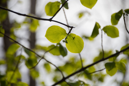 Green leaves in the spring forest.