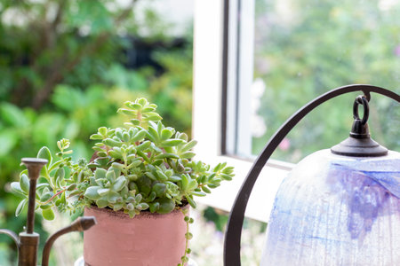 Succulent plant in a vase on a window sill.の写真素材