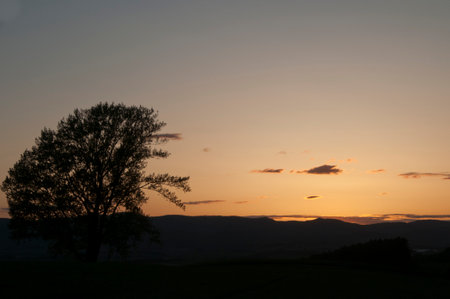 Sunset sky with a big tree silhouetteの写真素材