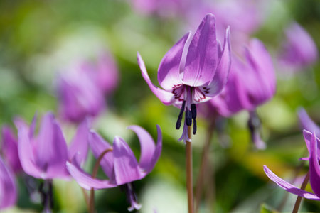 Dogtooth violet blooming in the spring forestの写真素材
