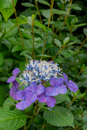 Purple hydrangea flowers with raindrops on the petals
