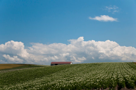 Blooming potato field and blue skyの写真素材