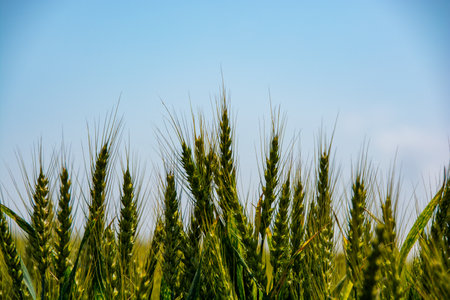 Close up of green wheat field with blue sky in the background.の写真素材