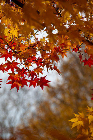 Maple leaves in the autumn season. Selective focus with shallow depth of field