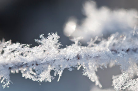 Rime on dead trees on a cold winter morningの写真素材