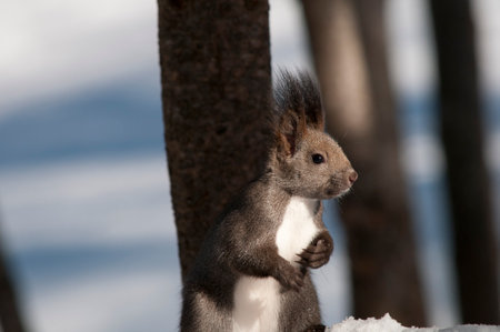 squirrel in the winter on the snow