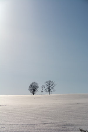 Winter groves standing on a snowy field and the blue skyの写真素材
