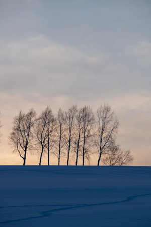 Winter landscape with row of trees on a snowy field at sunset.の写真素材