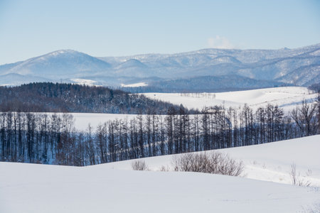 Snowy hills and forest on a sunny winter dayの写真素材