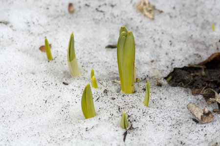 Close up of a small sprout growing out of the snow.の写真素材