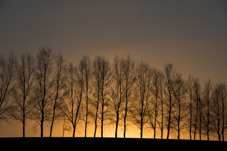 Spring dusk sky and silhouettes of treesの写真素材