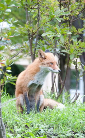 Red fox sitting on grass, closeup of photoの写真素材