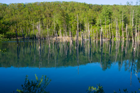 The surface of the blue pond reflecting the blue spring skyの写真素材