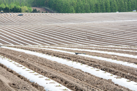 Plowed field with rows of seedlings in the spring season.の写真素材