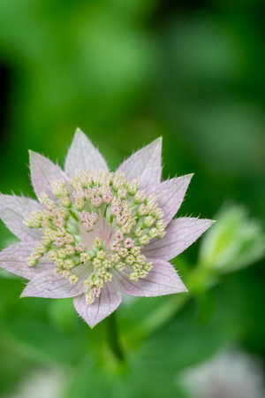 Astrantia major flower in nature.の写真素材