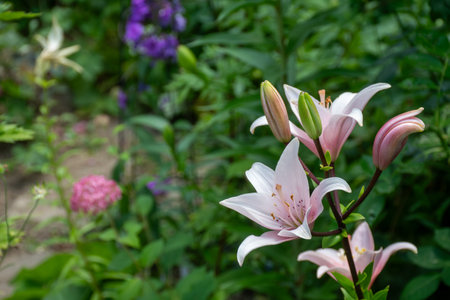 Pink lilies in the garden on a summer day. Selective focus.の写真素材