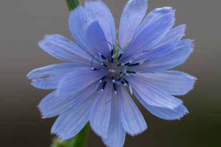 Blue flower of chicory on a blurred background. Close-up.