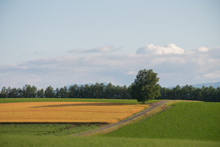 Rural landscape with a road and a tree in the foreground.の写真素材