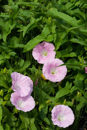Pink flowers of bindweed on a background of green grass