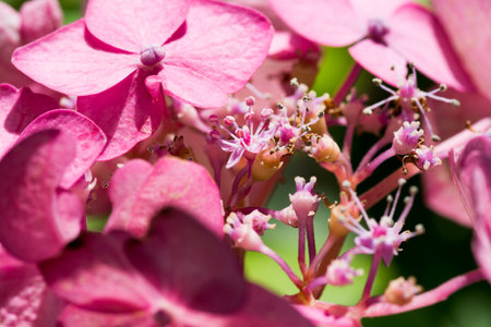 Pink hydrangea flower close-up. Nature background.の写真素材