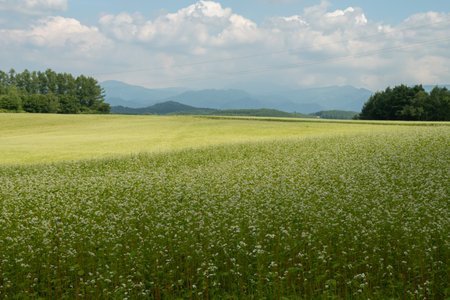 Summer buckwheat field with white flowers in full bloomの写真素材