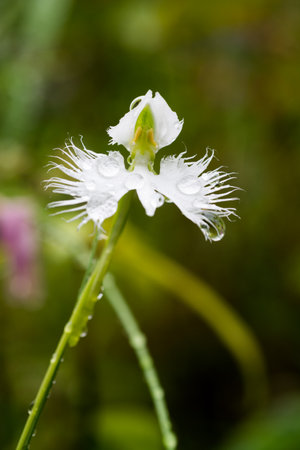 Dew drops on the white flower of a wild orchid.の写真素材
