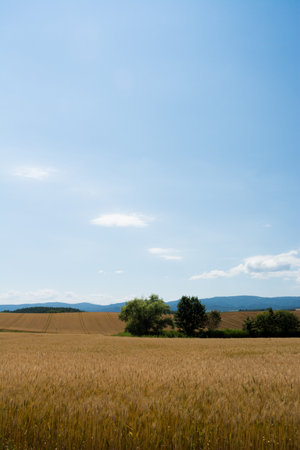 Rural landscape with wheat field and blue sky in the background.