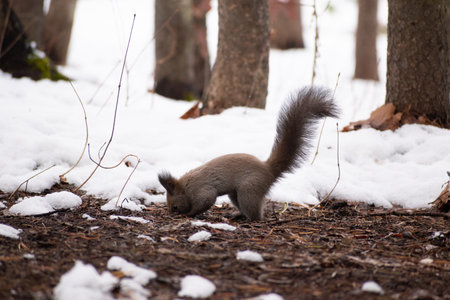 Squirrel looking for food in an early winter forest