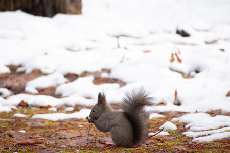 Squirrel in the park in winter with snow in the background.の写真素材
