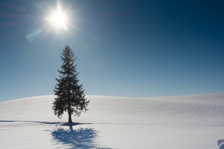 Lonely pine tree on a snow covered hill in winter.