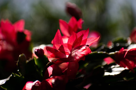Christmas Cactus with red flowersの写真素材