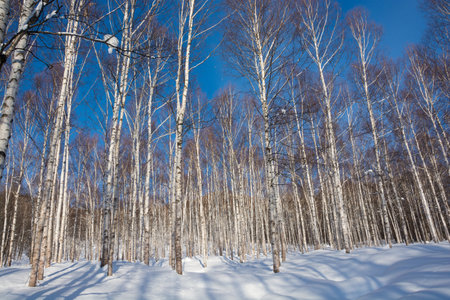 Birch forest in early spring. Early spring forest.の写真素材