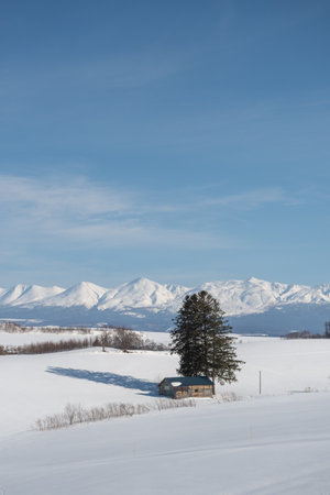 Lonely pine tree on a snowy field with mountains in the background