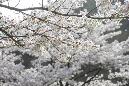 Cherry blossoms in full bloomの写真素材