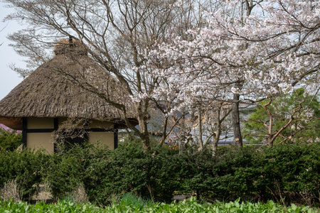 Cherry blossoms in full bloom and an old Japanese thatched hutの写真素材