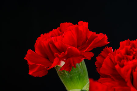 Red carnation on black background. Shallow depth of field.の写真素材