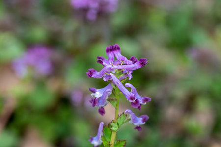 Purple flower of Corydalis cava in spring forest.