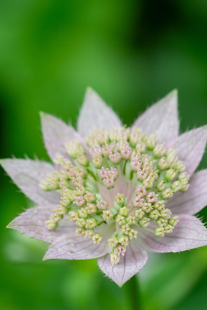 Astrantia major flower in the garden. Macro shot.