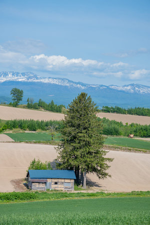An old hut in a field with mountains in the backgroundの写真素材