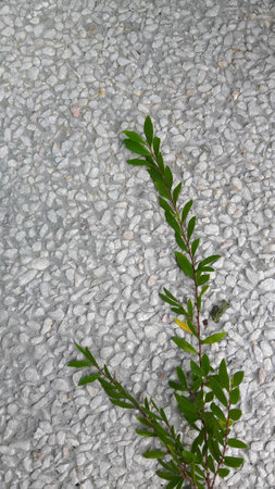 small green plant picture taken on the stone groundの写真素材