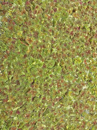 Ordinary duckweed, duckweed, natural green duckweed, helps to treat water for the background or surface.の写真素材