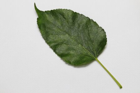 The green leaves of the mulberry tree on a white backgroundの写真素材