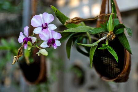Orchids planted in hanging potsの写真素材