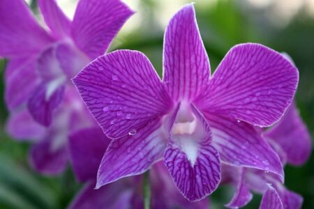 Orchids after the rain has passedの写真素材