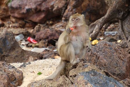 Monkeys enjoy the food beside human junk.の写真素材