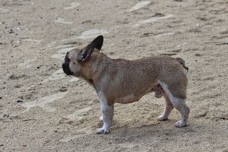 Dogs seem to be excited about the new play area on the beach by the sea.の写真素材