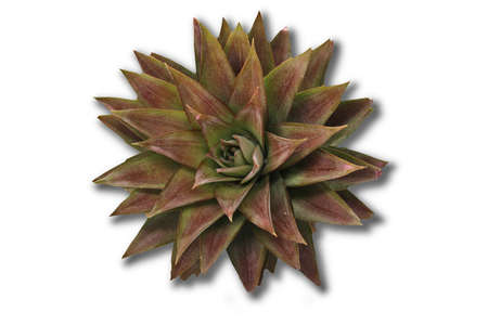 Some corners of the tops of the pineapples can be seen as stars or roses.の写真素材