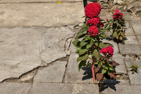 Celosia cristata emerges from the soil through the gaps between the calcareous ground for growth and survival.の写真素材
